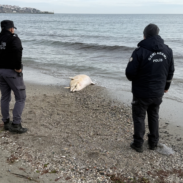 Tekirdağ'da ölü yunus karaya vurdu