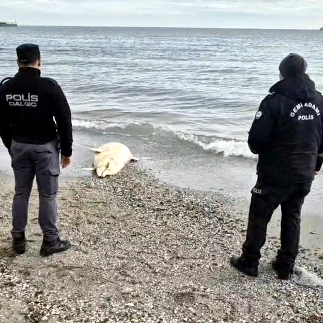 Tekirdağ'da denizde ölü yunus bulundu