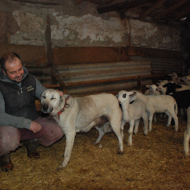 Eskişehir'de çoban köpeği, yavrusuyla birlikte 6 kuzuyu besliyor