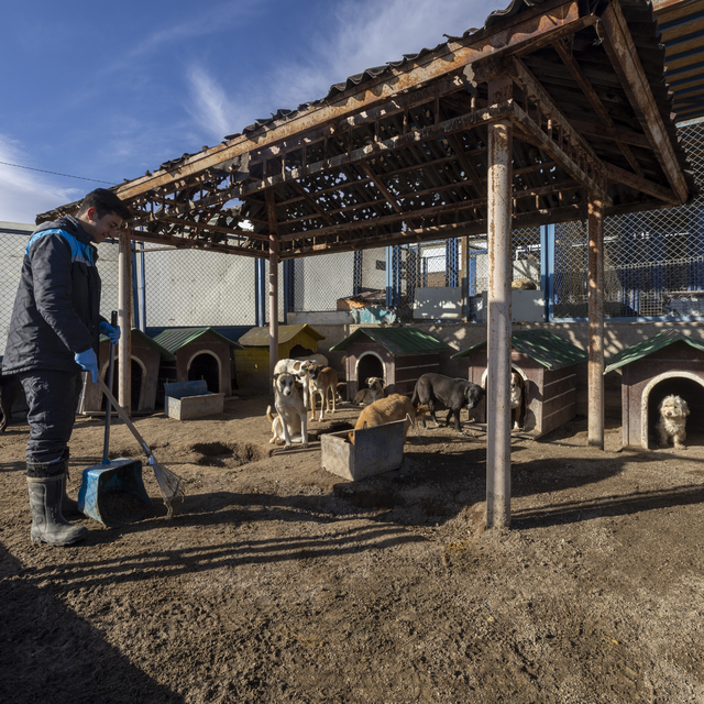 Kayseri'de sahipsiz hayvanlara Sokak Hayvanları Rehabilitasyon Merkezi'nde...