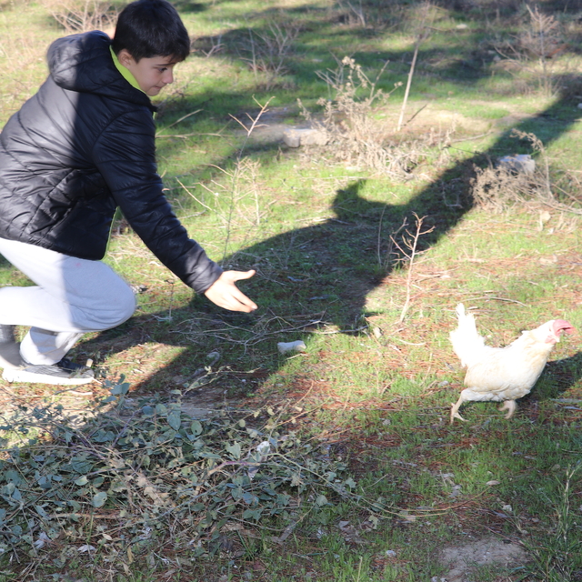 Adana'da ortaokul öğrencileri, okullarında sebze yetiştirip tavuk besliyor