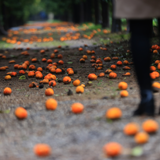 Antalya'daki "turunç yolu" fotoğrafçıların uğrak adresi oldu