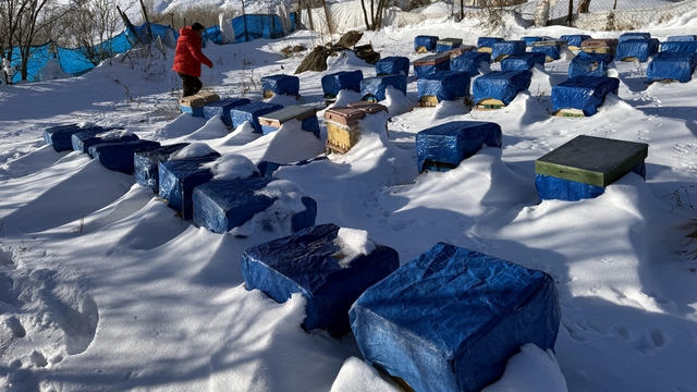 Kafkas arıları "kış uykusu"na yattı