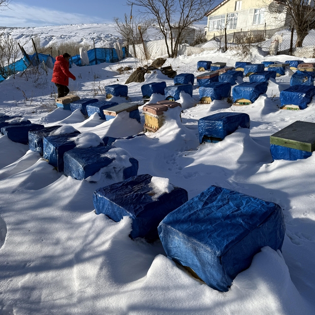 Kafkas arıları "kış uykusu"na yattı