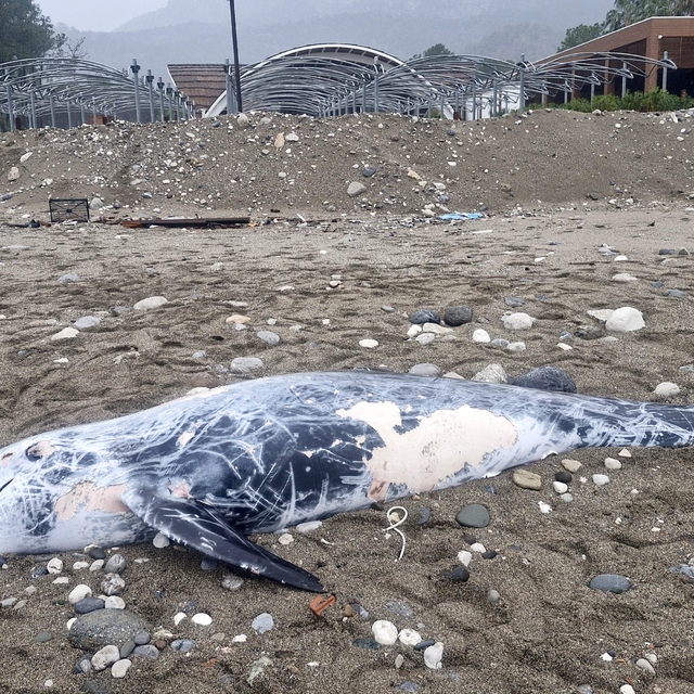 Antalya'da ölü yunus sahile vurdu