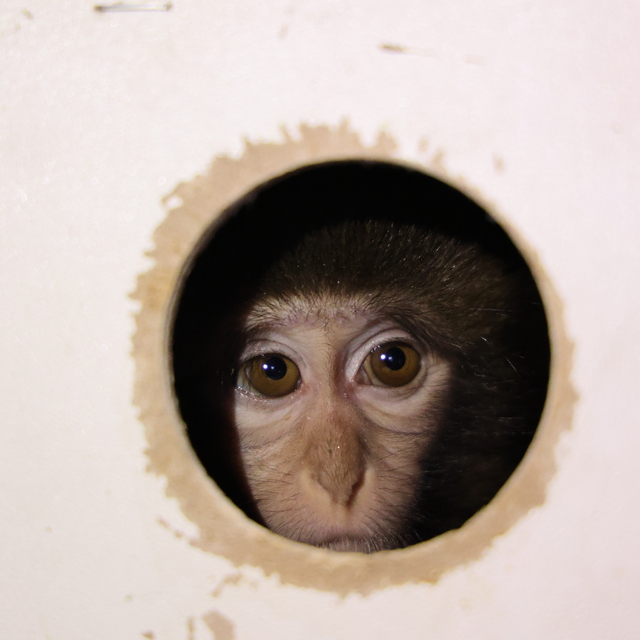 Otobüsle gönderilen koliden beslenmesi yasak maymun çıktı