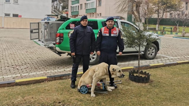Yozgat'ta jandarma komutanı yürüyemeyen köpeğe pazar arabasından yürüteç yaptı