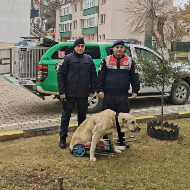 Yozgat'ta jandarma komutanı yürüyemeyen köpeğe pazar arabasından yürüteç ya...