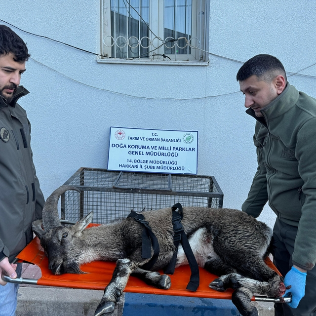 Hakkari'de bulunan yaralı dağ keçisi tedavi altına alındı