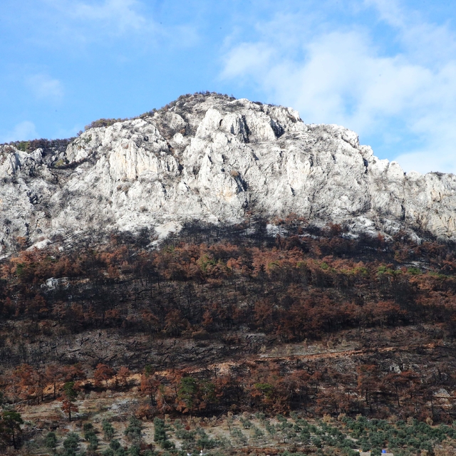 Muğla'da orman yangınından etkilenen üreticilere zeytin fidanı dağıtıldı