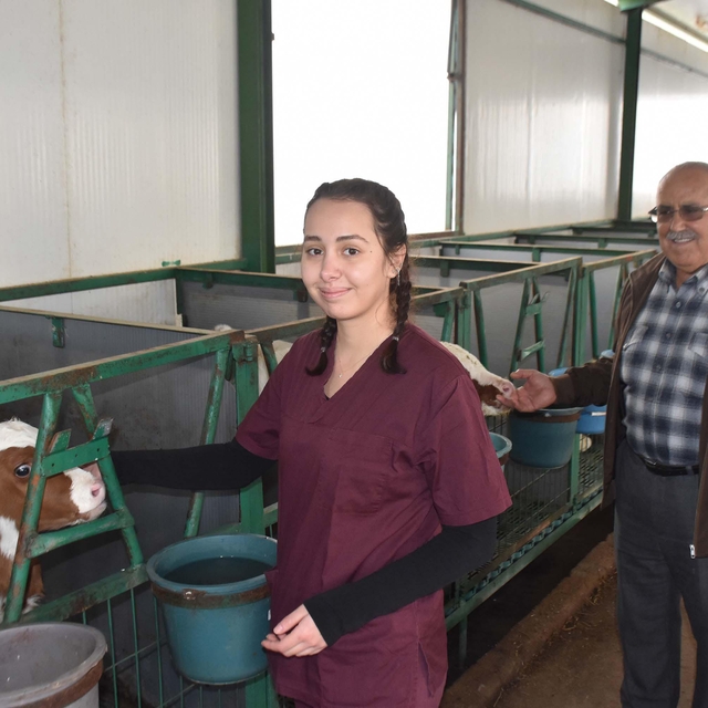 Ayşegül, dedesiyle çiftlikte hayvancılık yapıyor