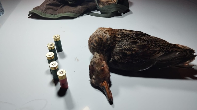 Boz ördek avlayan kaçak avcıya para cezası