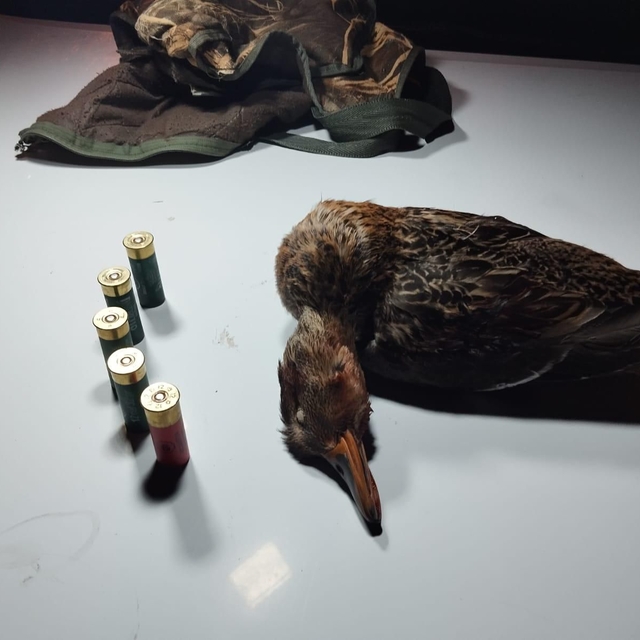 Boz ördek avlayan kaçak avcıya para cezası