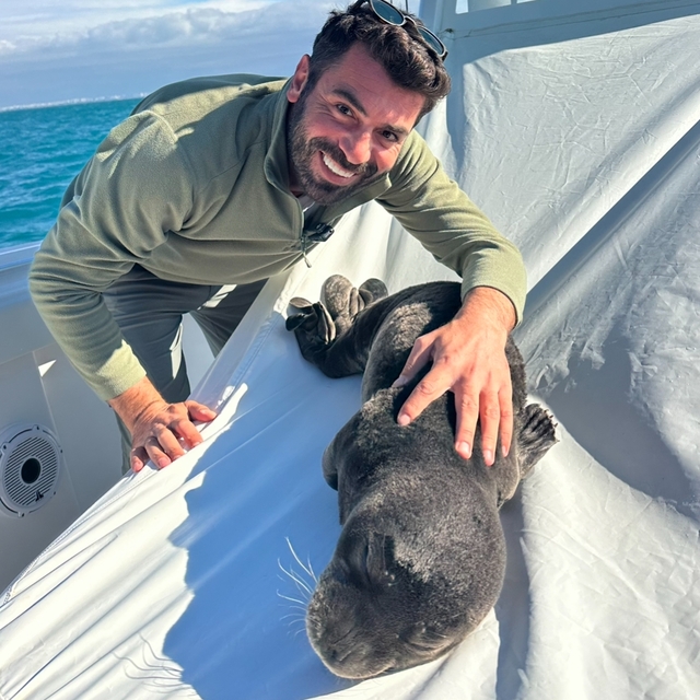 Sahilde bulunan fok yavrusunun annesine kavuşma yolculuğu