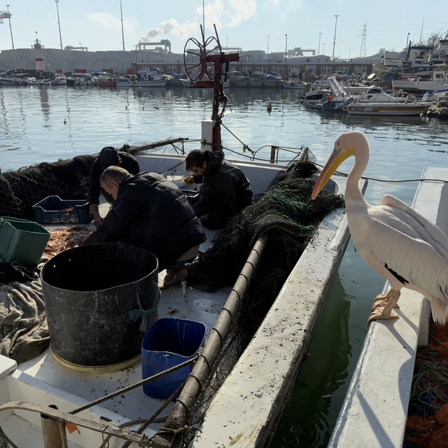 Tekirdağ'da pelikan "Garip", balıkçı barınağının maskotu oldu