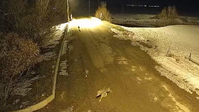 Bayburt'ta aç kalan kurt sürüsü köye indi