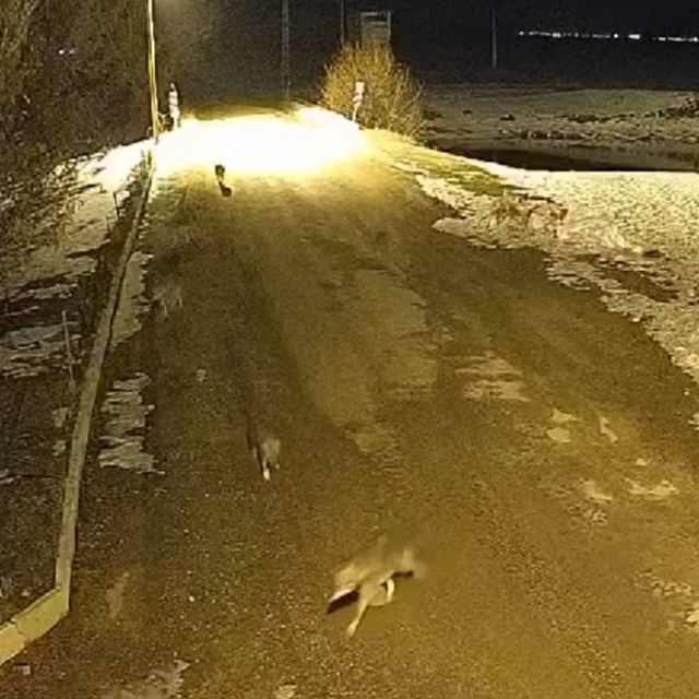 Bayburt'ta aç kalan kurt sürüsü köye indi