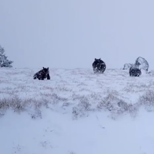 Kazdağları'nda karda koşturan ayı ve yavruları görüntülendi