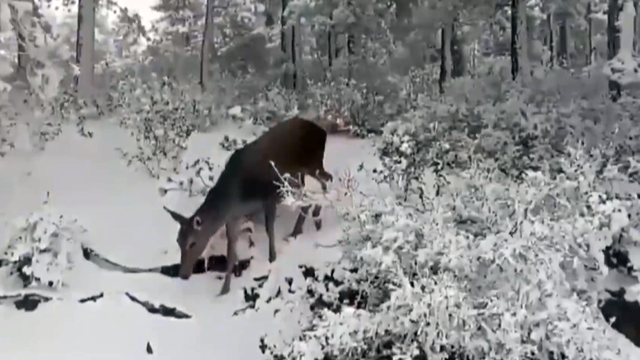 Salda Gölü çevresine bırakılan kızıl geyikler karlı ortamda görüntülendi