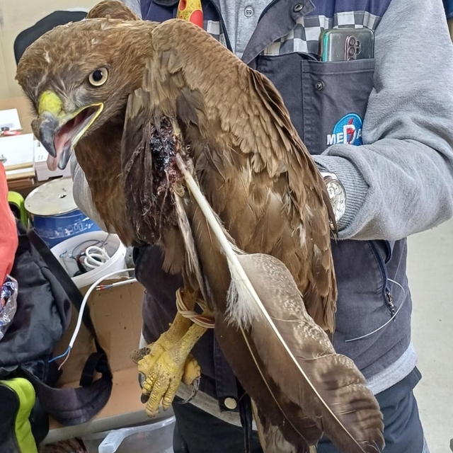 Kırşehir'de yaralı kartal korumaya alındı