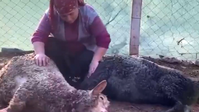 Koyunlarını köpeklerin parçaladığı 12 yaşındaki Melek'in gözyaşları