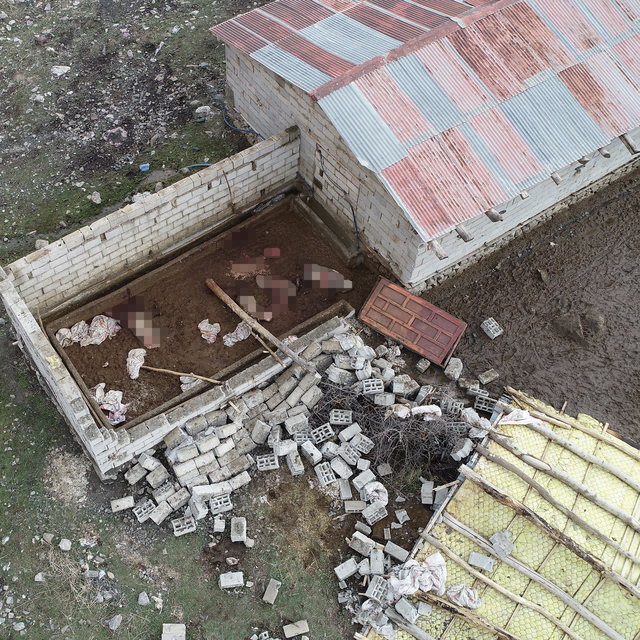 Van'da rüzgar nedeniyle duvarı yıkılan ahıra giren kurtlar, 11 koyunu telef...