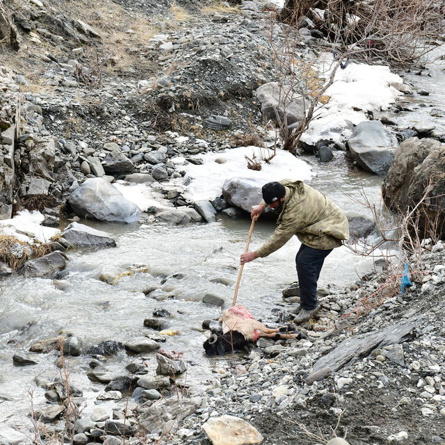Van'da fırtına 2 ahırın çatısını uçurdu, koyunlar enkaz altında kaldı, kaça...