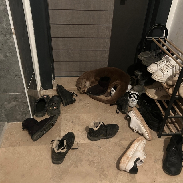 Sivas'ta apartmana giren su samuru doğal ortamına salındı