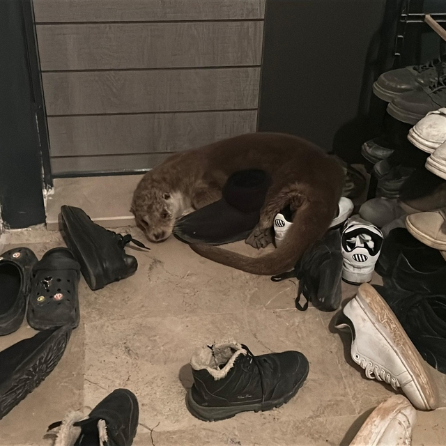 Nesli tükenme tehlikesindeki su samuru apartmana girdi