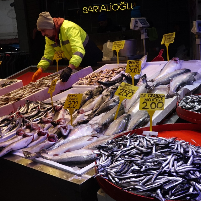 Trabzon'da hamsi göçüyor, palamut bereketi sürüyor