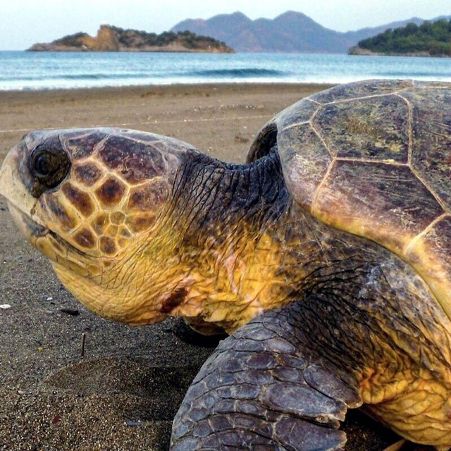 Muğla'da deniz kaplumbağalarını besleyen teknedeki ziyaretçilerin cezası ka...