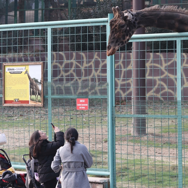 Türkiye'nin en büyük hayvanat bahçesinde tüm zamanların ziyaretçi rekoru kı...