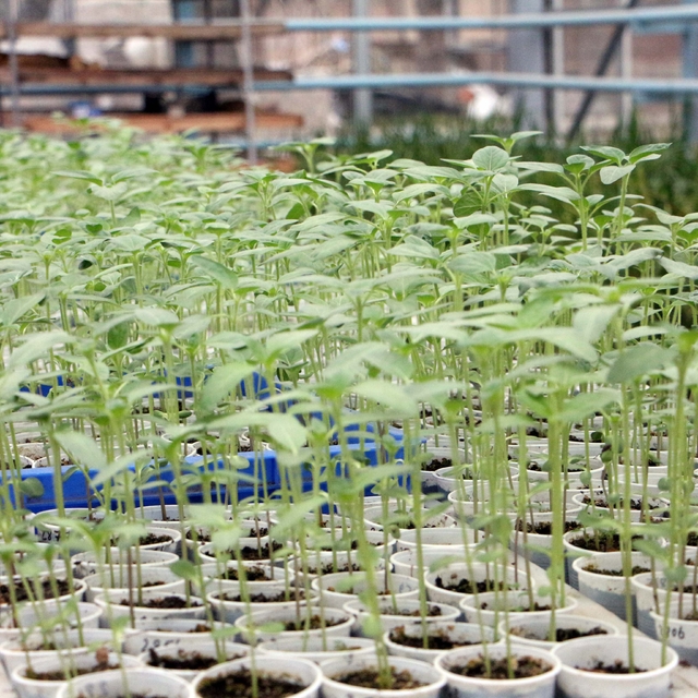 Edirne'de kuraklık ve hastalığa karşı dayanıklı yeni ayçiçeği türü geliştir...