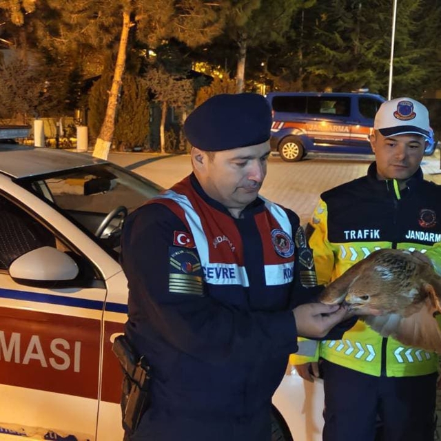 Yozgat'ta jandarmanın yaralı bulduğu şahin tedavi edilecek