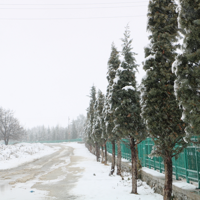 Sarayönü'nde kar yağışı sürüyor