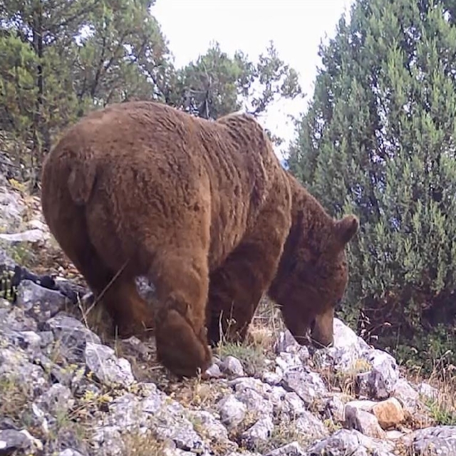 Keles'te yaban hayvanları fotokapanla görüntülendi