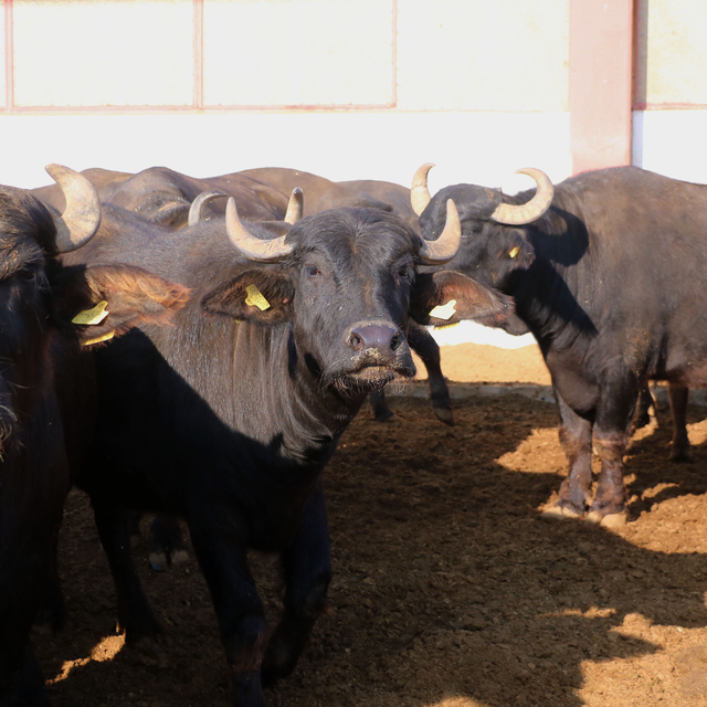 Mandaların et ve süt verimliliğini artıracak çalışma