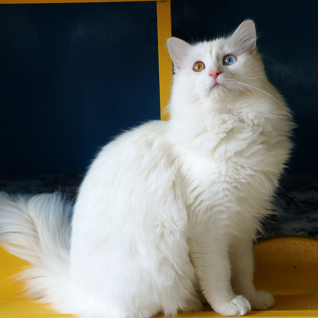 2024'te Van Kedi Villası'na 200 bin ziyaretçi