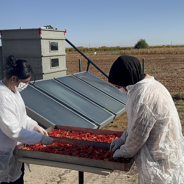 Güneş enerjisiyle çalışan cihaz biberlerin kurutulma sürecini kısalttı