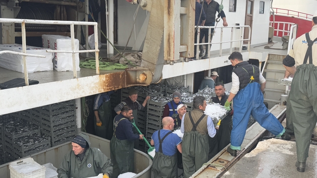 Marmara'da Hamsi Bereketi; Tekneler Yüzlerce Kasayla Dönüyor Limana 