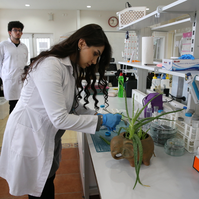 Çinko iyon pillerin performansı ve dayanıklılığı aloe verayla artırıldı