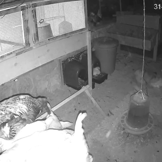 Tilki, girdiği kümeste tavukları yakalayıp götürdü; o anlar kamerada