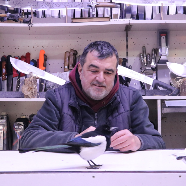 Tekirdağ'da "Rafa" ismi verilen saksağan tarihi çarşının maskotu oldu