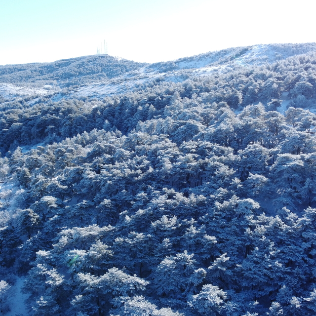 Yozgat Çamlığı Milli Parkı'nda karla kaplanan ağaçlar dronla görüntülendi