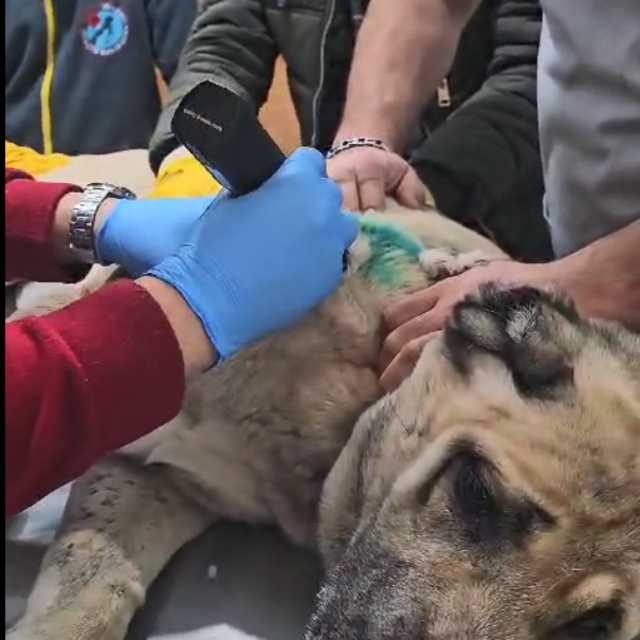 Tabancayla vurulan köpek tedaviye alındı