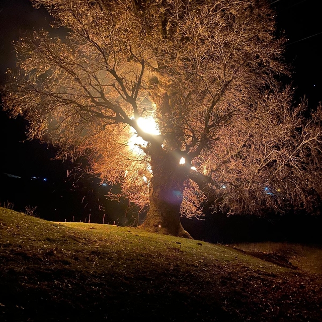 Bingöl'de 800 yıllık meşe ağacı alev alev yandı, o anlar kamerada