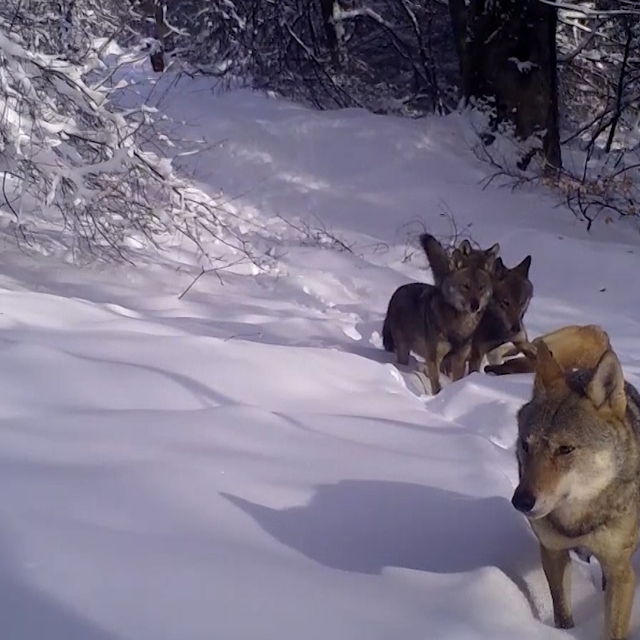 Uludağ'da kurt sürüsü fotokapanla görüntülendi