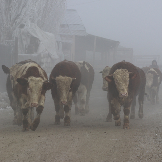 Erzurum, Kars, Ardahan ve Ağrı'da dondurucu soğuklar etkisini sürdürüyor