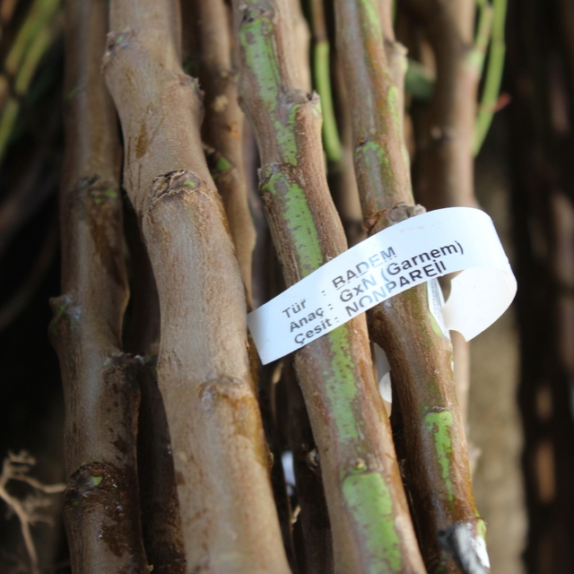 Pazar ilçesinde 1000 badem fidanı dağıtıldı