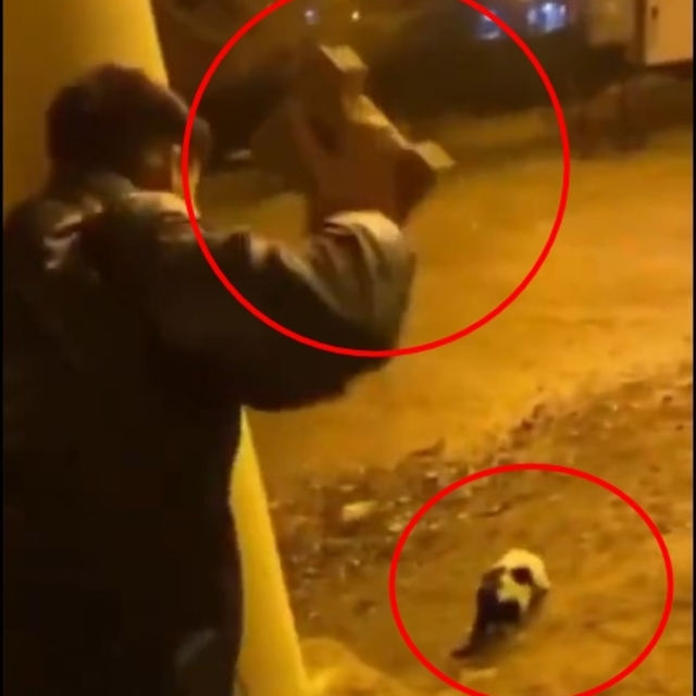 Kediyi parke taşıyla yaraladı